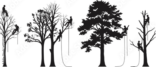 Tree climbers at work, arborist silhouette, tree pruning, tree removal, forestry workers, climbing safety, arboriculture, outdoor labor, professional arboristsTree climbers at work,