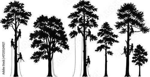 Tree climbers working on tall trees, arborists with climbing gear, silhouette illustration, forest maintenance, arboriculture, tree trimming professionals.