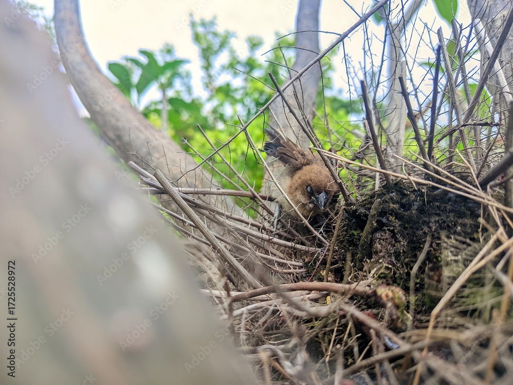 Obraz premium european otter lutra