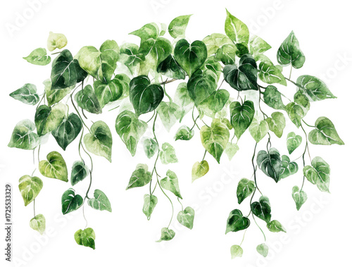 PNG Hanging green plant watercolor botanical leaf illustration.