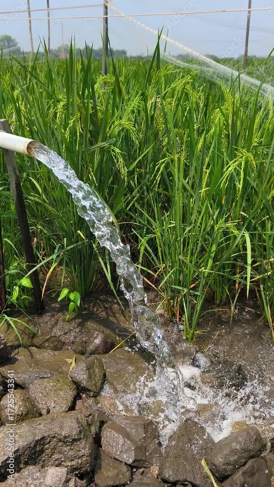 Irrigation of rice fields using pump wells with the technique of ...