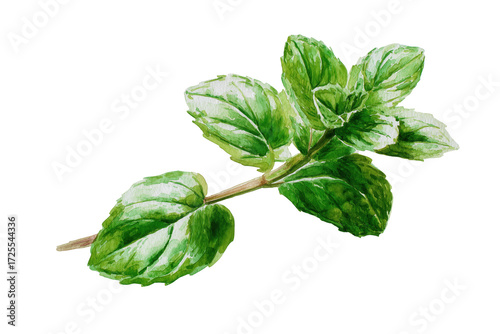 Fresh Mint Sprig Hand Drawn Watercolor Isolated Food Illustration