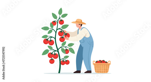 Diligent tomato farmer carefully harvesting ripe, juicy tomatoes from a lush, green plant in the sunlit garden landscape