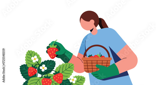 Stylized strawberry harvest illustration featuring a woman picking fresh, ripe strawberries from a lush strawberry patch into a woven basket