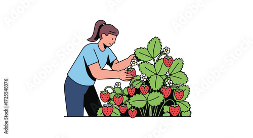 Illustration of a woman picking ripe strawberries from a lush strawberry plant patch, showcasing a bountiful harvest and fresh produce in a garden