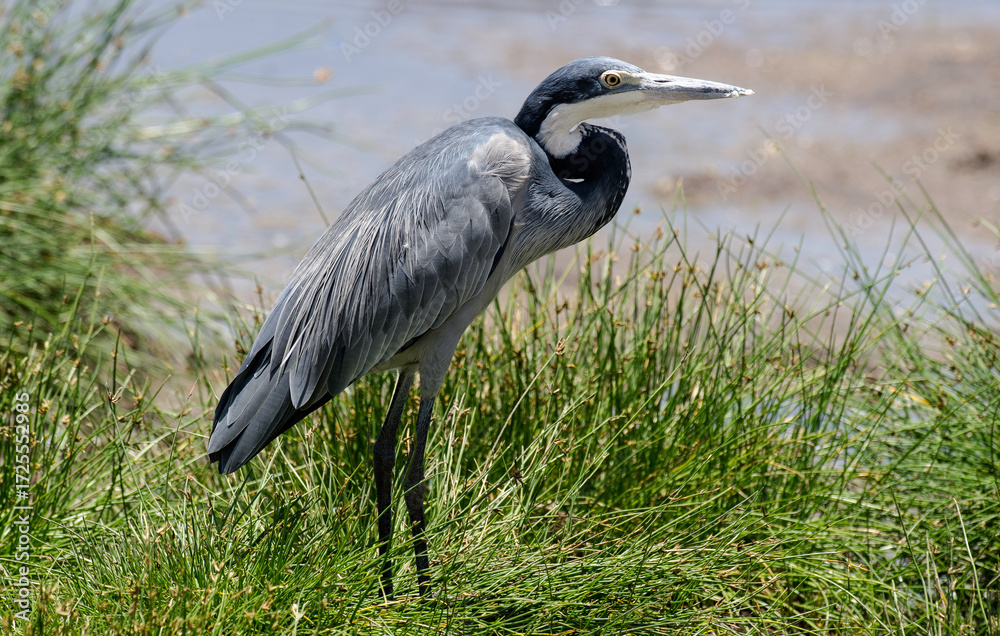 Fototapeta premium Héron mélanocéphale, Ardea melanocephala, Black headed Heron, Afrique de l'Est