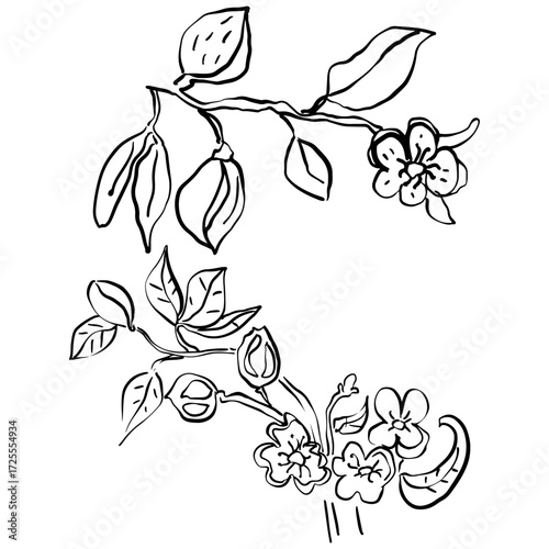 Hand drawn vector flowers on white background. 