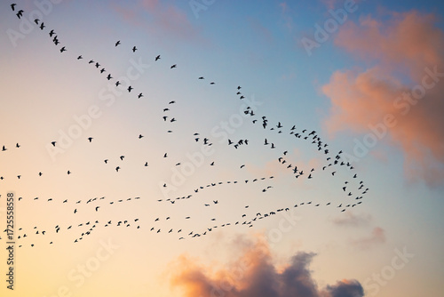 Photography Vast Flock of Birds Flying pelican Across a Colorful Sunset Sky Over Clouds at D