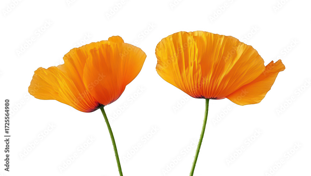 Obraz premium Two orange poppy flowers stand elegantly against a pure white background. their delicate petals and slender green stems. perfect for use in nature-themed designs or floral arrangements