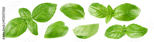 Green Basil leaves isolated on white background, collection