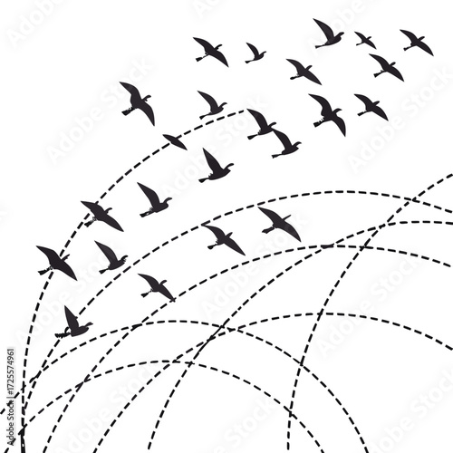 Flock of birds flying in formation with dashed flight paths