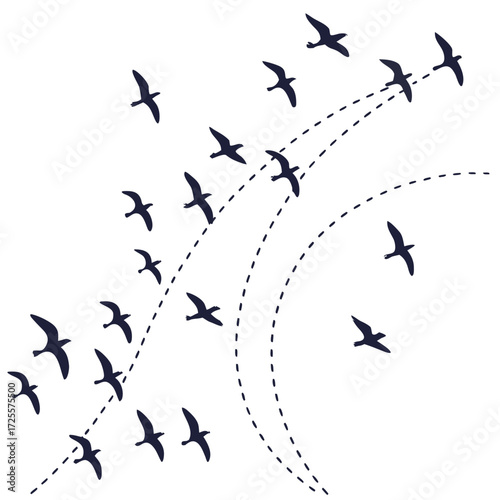 Flock of birds flying in formation with dashed lines