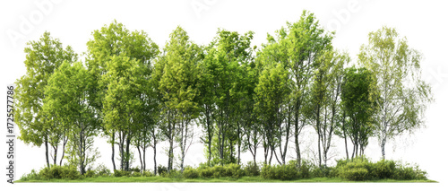 PNG Group of trees forest landscape outdoors.