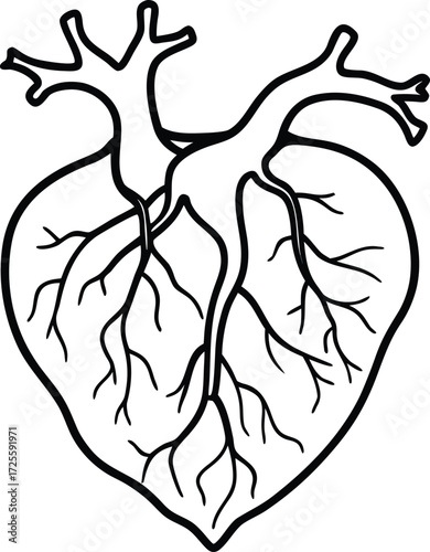 Vector art of anatomical heart illustration this detailed line art depicts the organ with its intricate network of veins and arteries, showcasing the complexity of human biology