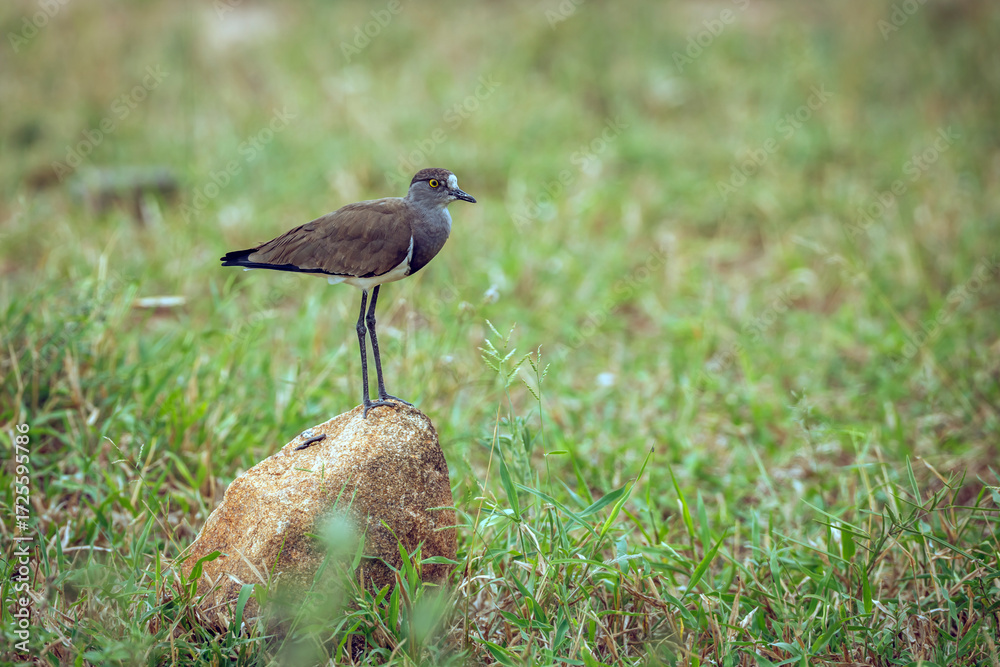 Fototapeta premium Senegal Lapwing standing on a rock in middle of grass in Greater Kruger National park, South Africa ; Specie Vanellus lugubris family of Charadriidae