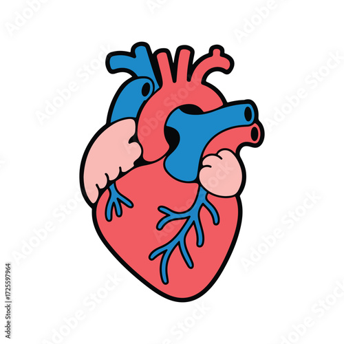 Stylized anatomical heart illustration with red and blue vessels