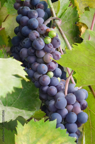 Purple-blue bunch of Cabernet Sauvignon Grapes  ripen in the orchard. Closeup photo. Grapes harvest concept.