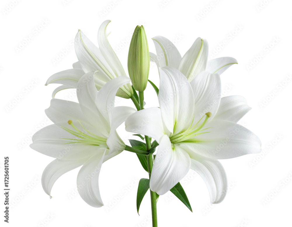 Fototapeta premium Minimalist White Lily Bouquet Transparent PNG for Modern Design