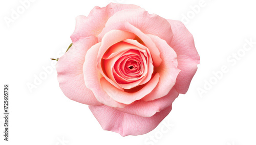 A close-up view of a delicate pink rose its intricate petals and colors against a clean white background. ideal for floral-themed designs and nature-inspired projects