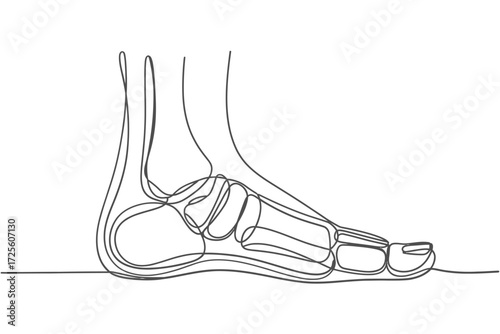 Anatomical line drawing of the human foot and ankle bones