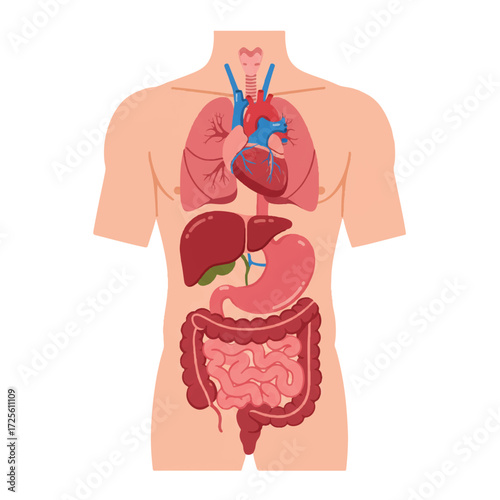 A bright flat 2D vector illustration clearly shows the human torso with major internal organs like the heart, lungs, and stomach, presented on a plain white background for medical education.