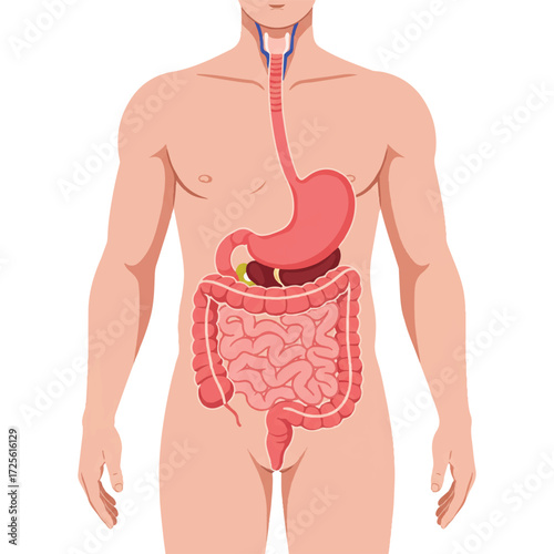 A precise 2D flat vector illustration of the human body with its internal digestive tract, presented on a simple white background for educational and scientific reference.