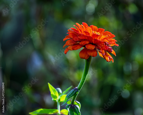 An Orange Zinnia
