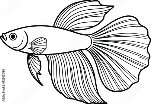 Betta fish drawing outline vector illustration siamese fighting fish art line