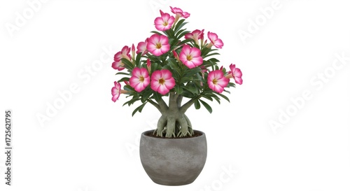 Pink Adenium Obesum Bonsai in Gray Pot