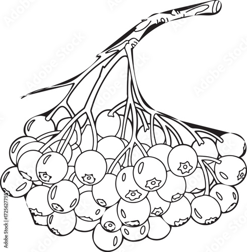 Rowan Berries Branch Illustration