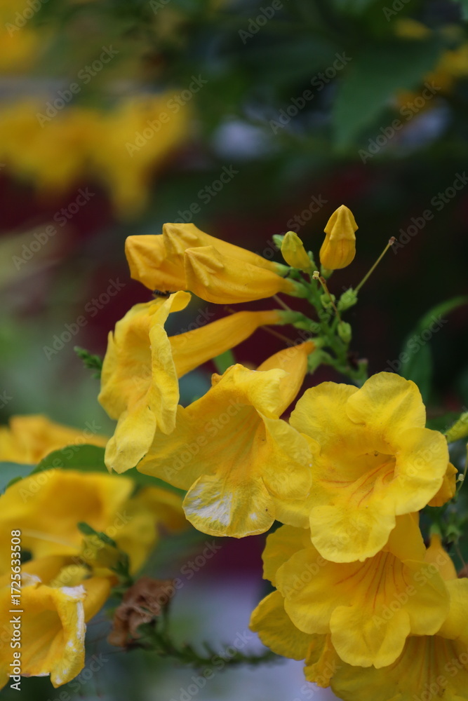 Fototapeta premium Bright yellow flowers blossoming in the garden signify the beauty of spring and summer