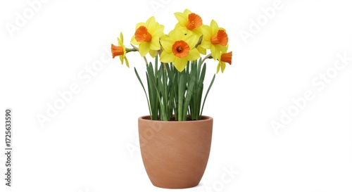 Yellow and Orange Daffodils in Terracotta Pot