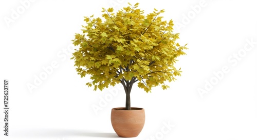 Yellow Autumnal Tree in Terracotta Pot