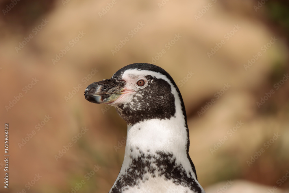Fototapeta premium Un manchot au soleil