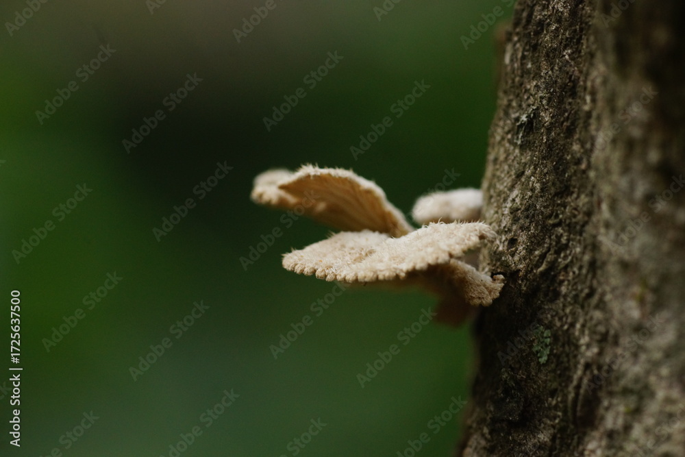 Fototapeta premium Split gill mushroom or Schizophyllum commune on a dead mango tree