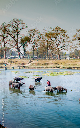 Traditional Buffalo Bathing in Riverside Village Landscape