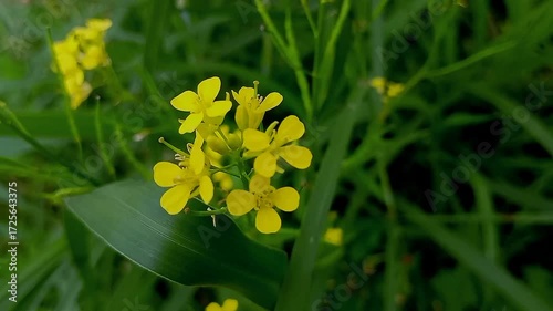 yellow flowers in the grass