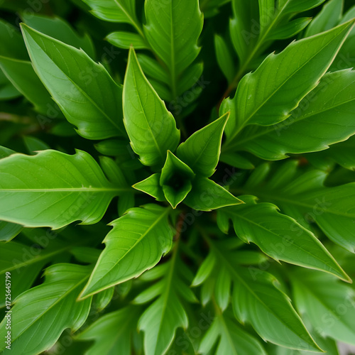a green plant with many leaves