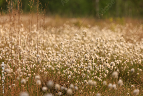 Venner Moor im Münsterland