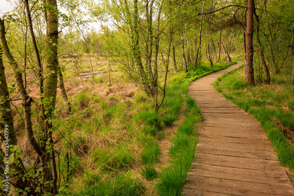 Obraz premium Venner Moor im Münsterland