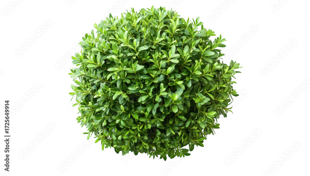 Naklejka premium A vibrant. round green shrub with dense foliage. placed against a clean white background. its lush appearance. ideal for landscaping or decoration purposes