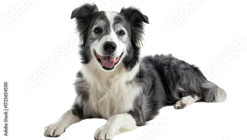A happy. playful border collie lying on a white background. its distinctive black and white fur while exuding a friendly demeanor. ideal for pet-related content or advertisements