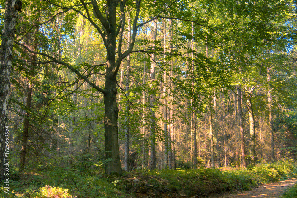 Fototapeta premium Peaceful green forest with tall pine and deciduous trees bathed in warm summer sunlight. Lush foliage and forest floor create a calm, inviting outdoor scene.