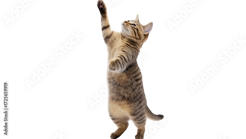 A playful tabby cat standing on its hind legs with one paw raised. its curiosity and energy in a bright. minimalistic setting. perfect for pet-related content or advertising