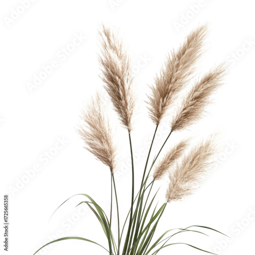 A serene arrangement of soft. feathery pampas grass stems standing elegantly against a minimalist white background. ideal for nature-themed decor or botanical illustrations