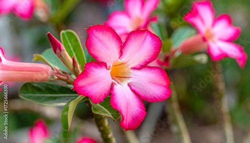 Close-up of vibrant pink flowers (1)