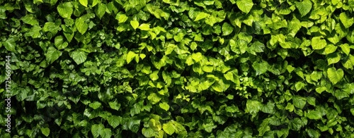 The Ivy Covered Wall With Lush Green Leaves And Dense Natural Foliage