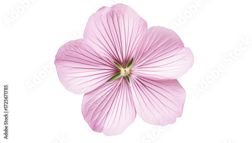 A delicate pink flower with intricate petal patterns. centered against a clean white background. its natural beauty. ideal for botanical illustrations or nature-themed designs