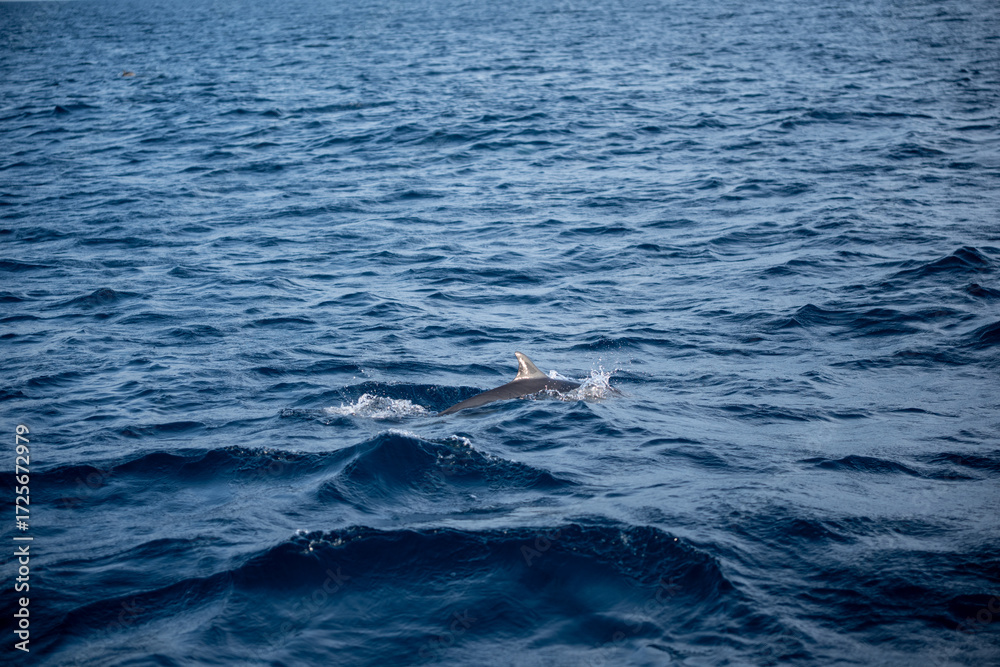 Fototapeta premium Dolphin swimming close to the surface of the tropical ocean, wildlife background