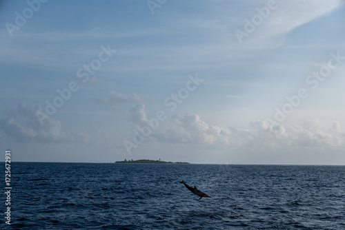Dolphin jumping in the distance over tropical ocean, vacation travel seascape
